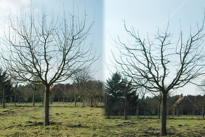 12-jähriger Apfelbaum vor und nach dem Schnitt