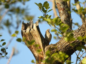 Wendehals (Vogel) auf Baum